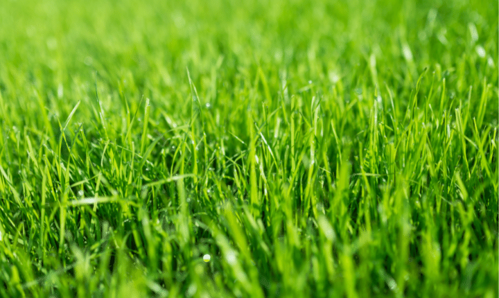 Lawn fungi can tell us about the health of our environment