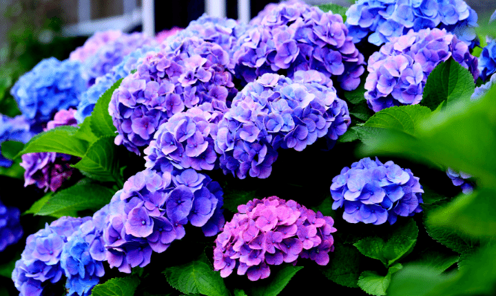 The North Side: benefits of planting hydrangeas