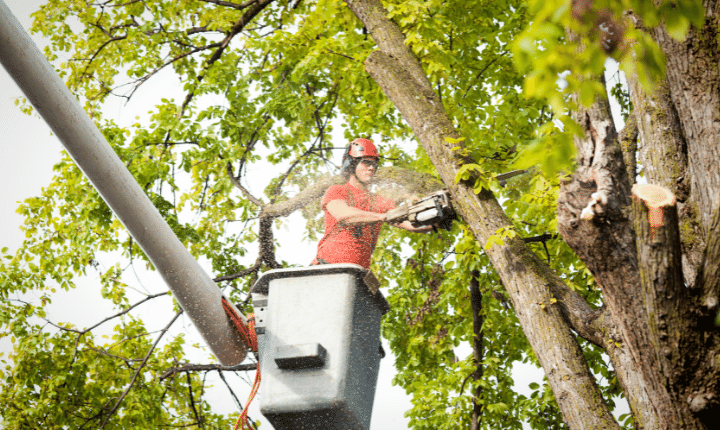 Tree Cutting Service